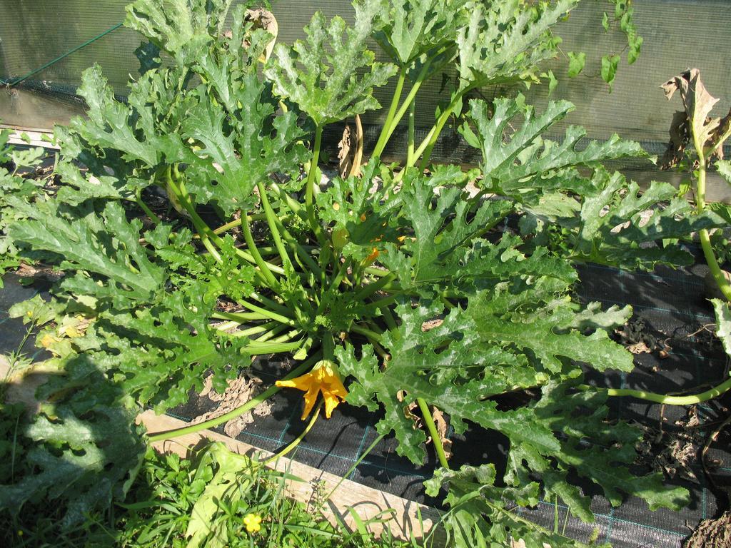 Bioagriturismo Vegan Campo Di Cielo Cesiomaggiore Екстериор снимка